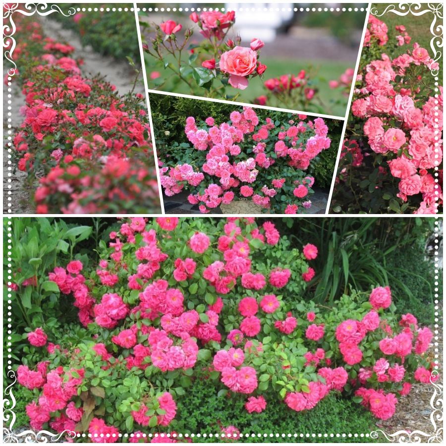 BAD BIRNBACH róża rabatowa